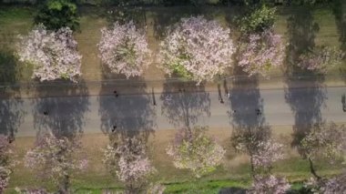 Pembe trompet ağaç Tabebuia rosea çiçeği Kamphangsean, Nakornpathom, Tayland 