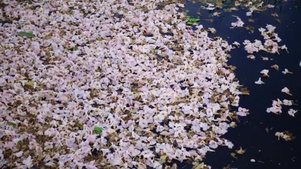 Pembe trompet ağaç Tabebuia rosea çiçeği Kamphangsean, Nakornpathom, Tayland — Stok video