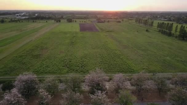 Roze trompet boom Tabebuia rosea bloesem in Kamphangsean, Nakornpathom, Thailand — Stockvideo