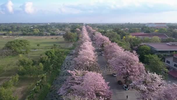 Pink trumpet tree Tabebuia rosea blossom in Kamphangsean, Nakornpathom, Thailand — Stock Video
