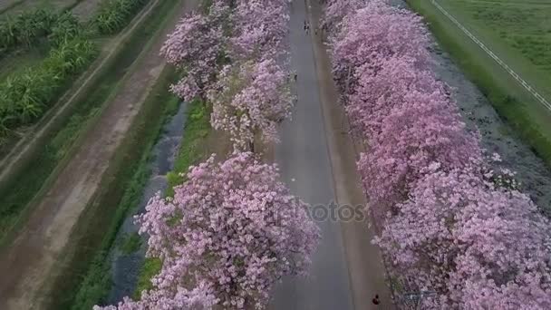 Ροζ τρομπέτα δέντρο Tabebuia rosea άνθος σε Kamphangsean, Nakornpathom, Ταϊλάνδη — Αρχείο Βίντεο