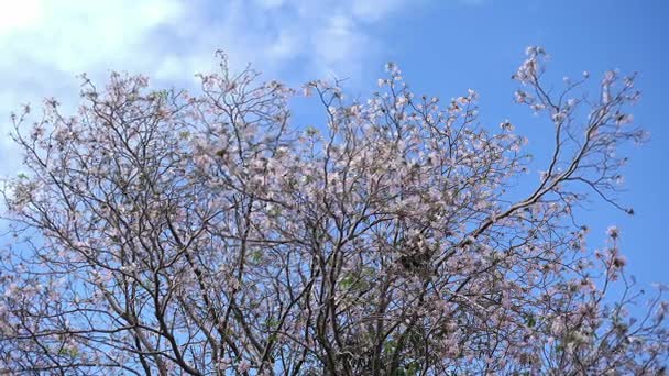 Roze trompet boom Tabebuia rosea bloesem in Kamphangsean, Nakornpathom, Thailand — Stockvideo