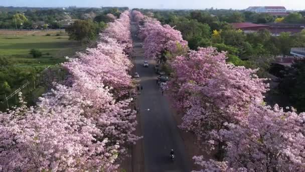 Roze trompet boom Tabebuia rosea bloesem in Kamphangsean, Nakornpathom, Thailand — Stockvideo