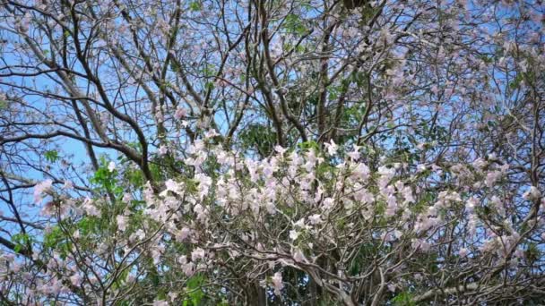 在 Kamphangsean，泰国佛统粉红色小号树学名景天开花 — 图库视频影像