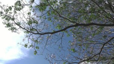 Pembe trompet ağaç Tabebuia rosea çiçeği Kamphangsean, Nakornpathom, Tayland 