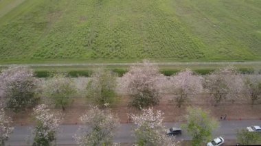 Pembe trompet ağaç Tabebuia rosea çiçeği Kamphangsean, Nakornpathom, Tayland 