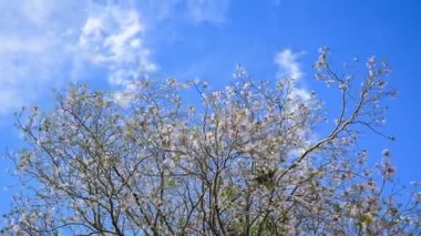 Pembe trompet ağaç Tabebuia rosea çiçeği Kamphangsean, Nakornpathom, Tayland 