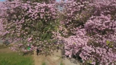 Pembe trompet ağaç Tabebuia rosea çiçeği Kamphangsean, Nakornpathom, Tayland 
