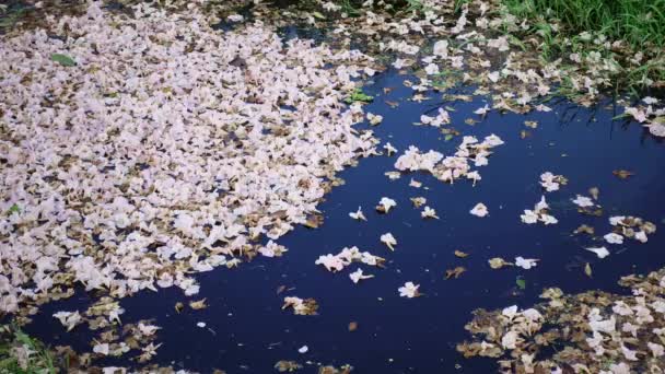 Roze trompet boom Tabebuia rosea bloesem in Kamphangsean, Nakornpathom, Thailand — Stockvideo