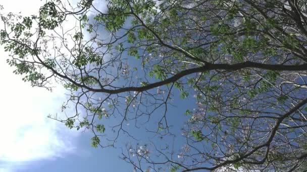 Růžový trubka stromu Tabebuia rosea květu v Kamphangsean, Nakornpathom, Thajsko — Stock video