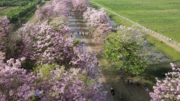 Pink trumpet tree Tabebuia rosea blossom in Kamphangsean, Nakornpathom, Thailand — Stock Video