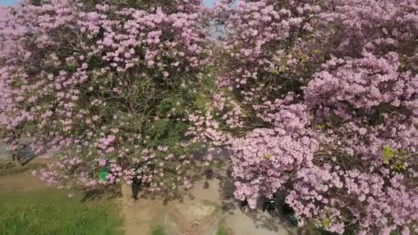 Roze trompet boom Tabebuia rosea bloesem in Kamphangsean, Nakornpathom, Thailand — Stockvideo