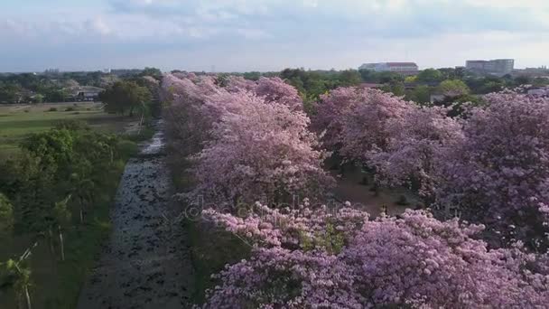 Różowy trąbka drzewa Tabebuia rosea kwitnąć w Kamphangsean, Nakornpathom, Tajlandia — Wideo stockowe