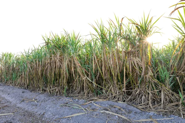 A row of sugar cane plant at sunrise with clipping path