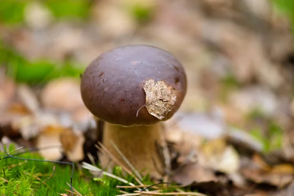 Ätlig svamp närbild i skogen — Stockfoto