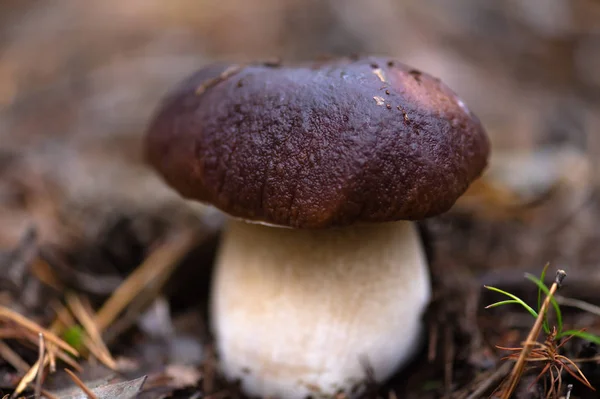 Ätlig vit svamp närbild i skogen — Stockfoto