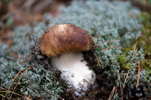 Ätlig vit svamp närbild i moss — Stockfoto