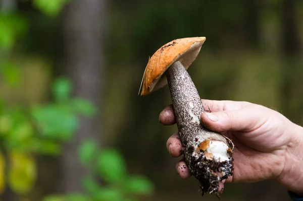 Beautiful edible mushroom closeup in hand — Stock Photo, Image