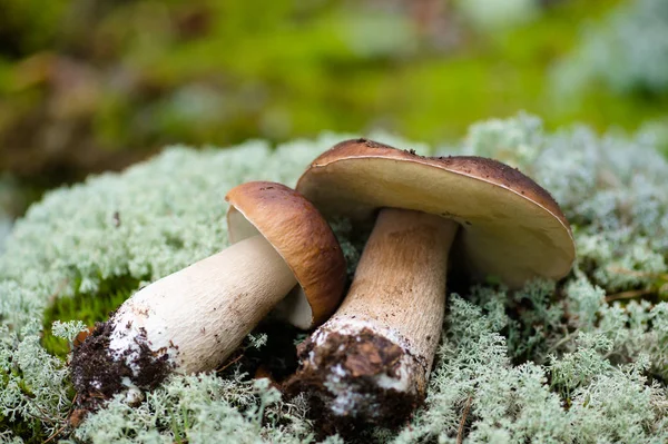 Två stora vita champinjoner liggande på moss — Stockfoto