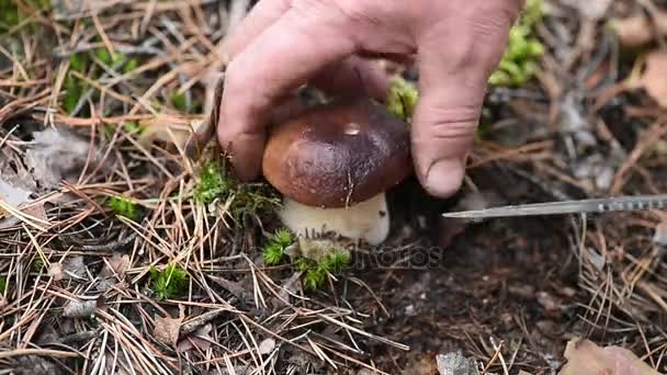 Mann schnitt essbaren Pilz im Wald — Stockvideo