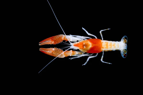 Crayfish Procambarus clarkii — стоковое фото