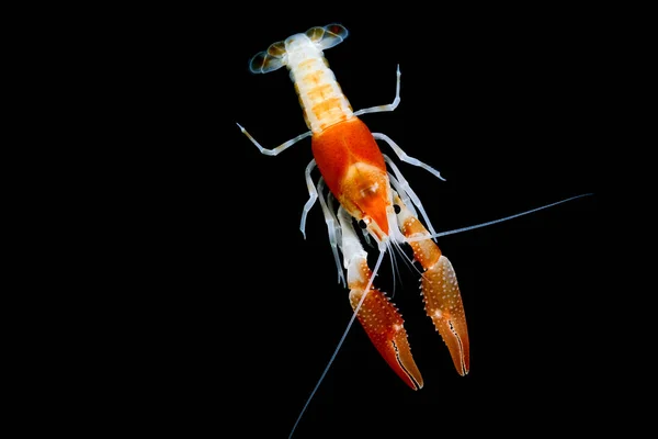 Kräftor Procambarus Clarkii Ghost — Stockfoto