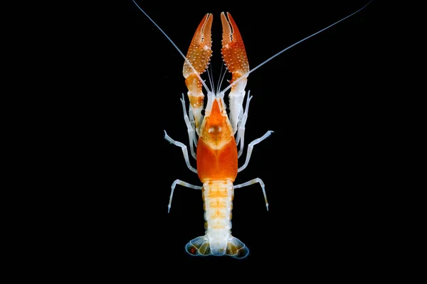 Crayfish fundo preto — Fotografia de Stock