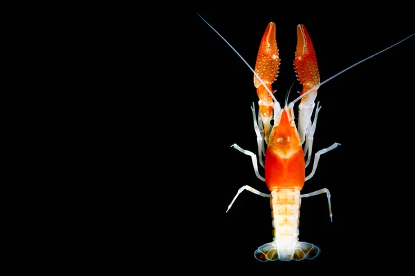 Kräftor Procambarus Clarkii Ghost — Stockfoto