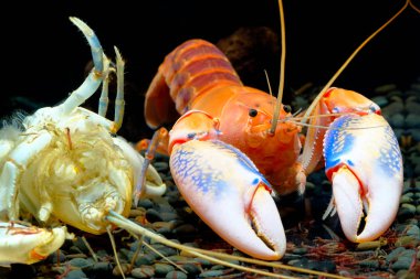 Cherax yıkıcı yanardağ 