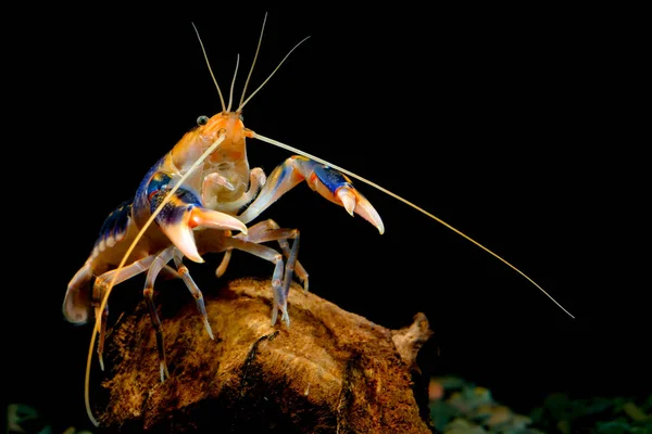 Cherax yabby 火山 — ストック写真