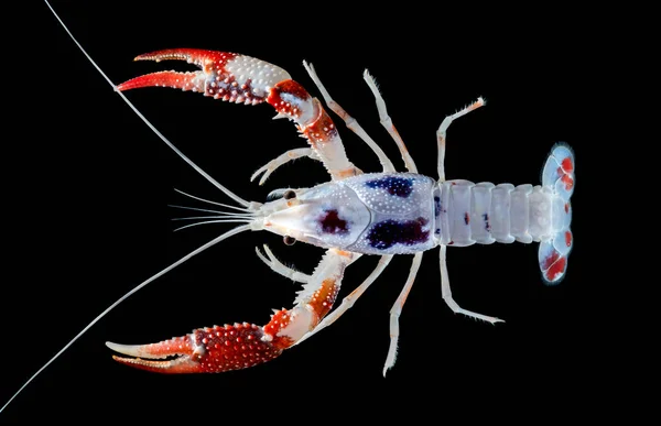 Udang Crayfish — Stok Foto