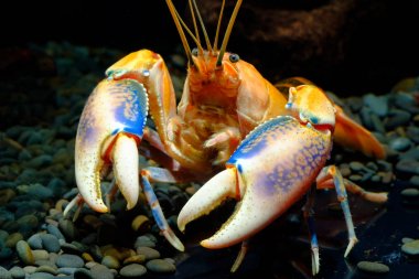 kerevit içinde belgili tanımlık akvaryum