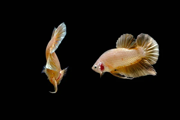 Peixe betta — Fotografia de Stock