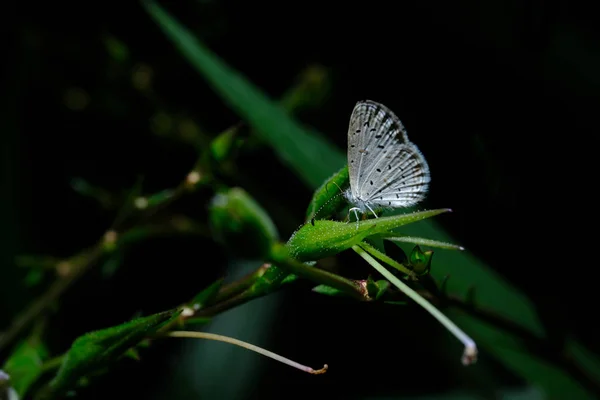 Farfalla nel giardino fiorito — Foto Stock