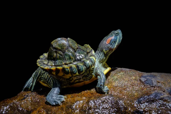 Schildkröte — Stockfoto