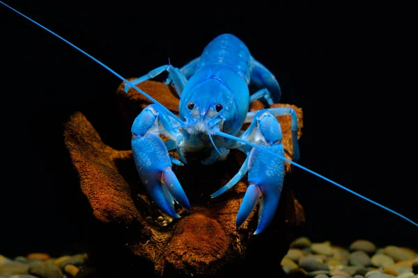 Gamberi blu — Foto Stock