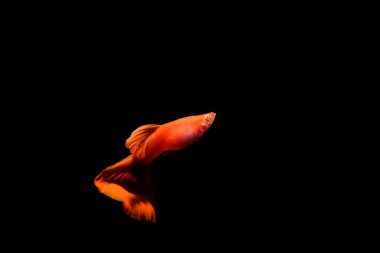 Guppy Balık Akvaryum