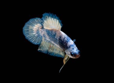 İçinde belgili tanımlık akvaryum daha iyi balık mücadele