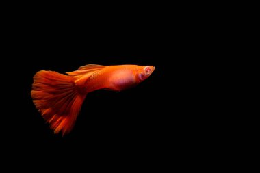 Guppy Balık Akvaryum