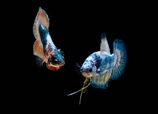 Betta の魚は水族館で戦う — ストック写真
