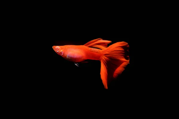 Peixe-guppy no aquário — Fotografia de Stock