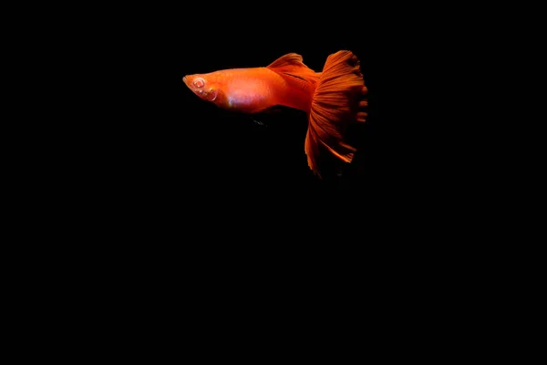 Guppy vis in het aquarium — Stockfoto