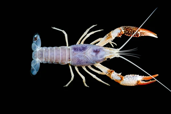 Hantu crayfish — Stok Foto