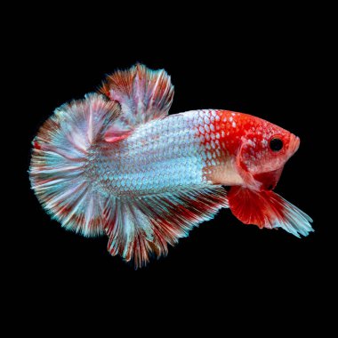 İçinde belgili tanımlık akvaryum daha iyi balık mücadele 