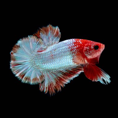 İçinde belgili tanımlık akvaryum daha iyi balık mücadele 