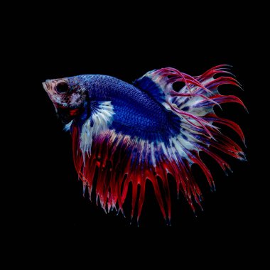 İçinde belgili tanımlık akvaryum daha iyi balık mücadele