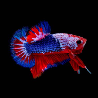 İçinde belgili tanımlık akvaryum daha iyi balık mücadele 