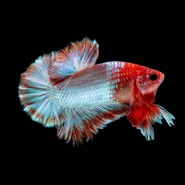 Betta fish Fight in the aquarium — Stock Photo, Image