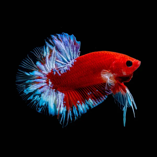 Betta fish Luta no aquário — Fotografia de Stock