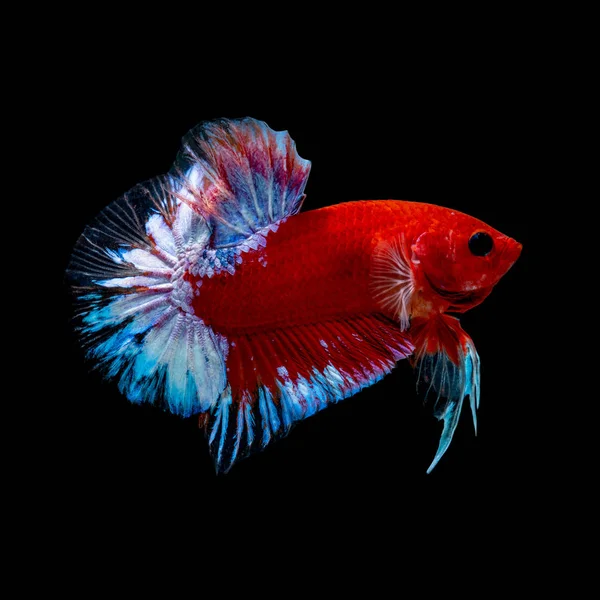 Ikan Betta Bertarung di akuarium — Stok Foto